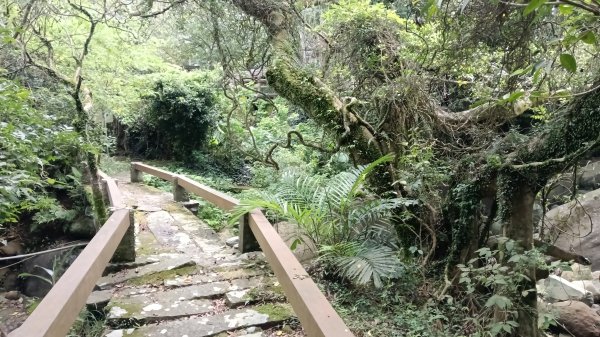 三芝區龜子山橋-三板橋-大屯溪古道(殘念)去回3090813