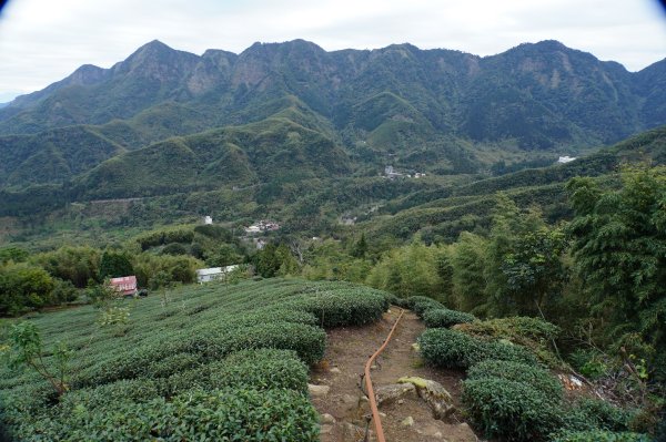 南投 鹿谷 大崙頭山、貓冬望山、樟空倫山、志騰山、竹崙山2993349