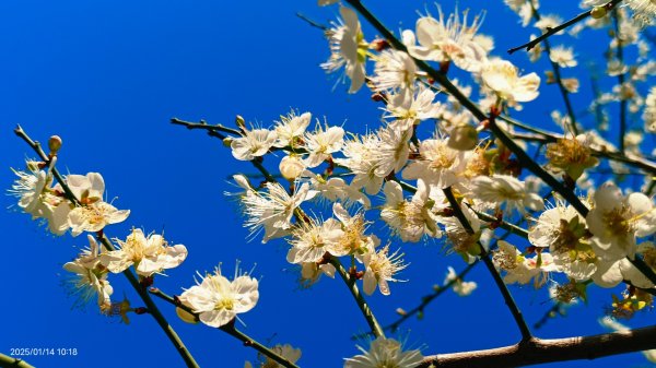 雙溪公園賞花&原住民公園落羽松&故宮1/142689952