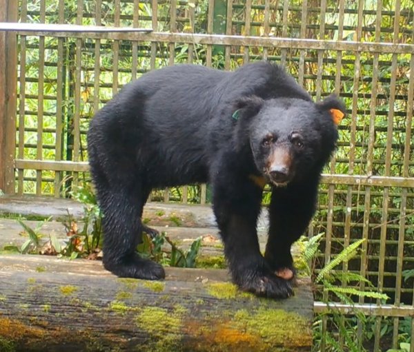 【保育】東卯山黑熊復原良好 重返山林密集整備作業中