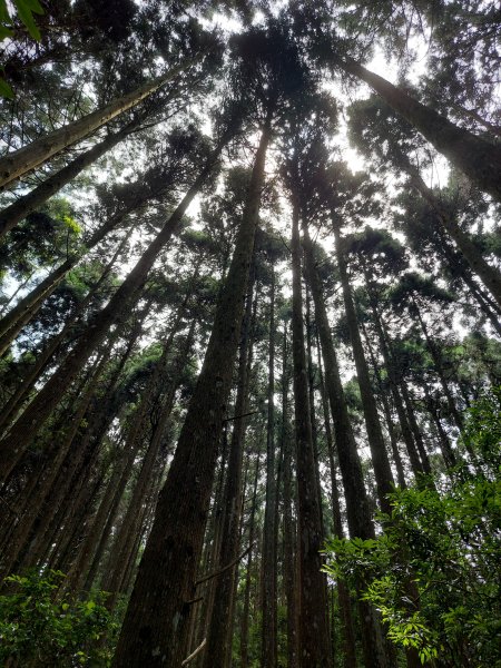 油羅山1上2下O行走2022/07/231789064