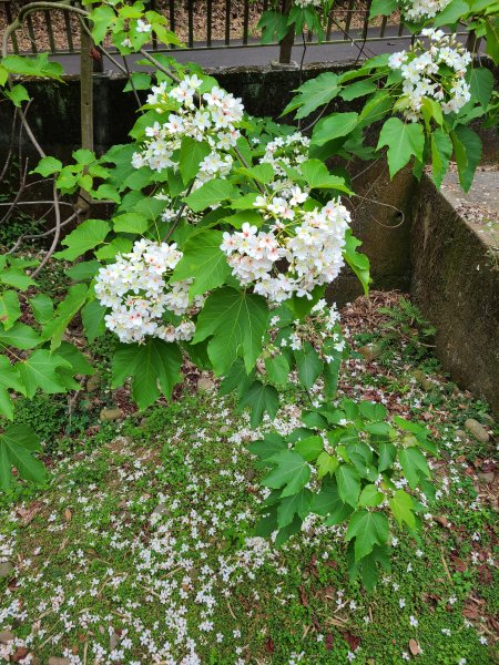 挑水古道+十八觀音步道+大峰巷步道+碧山古道O繞2766192