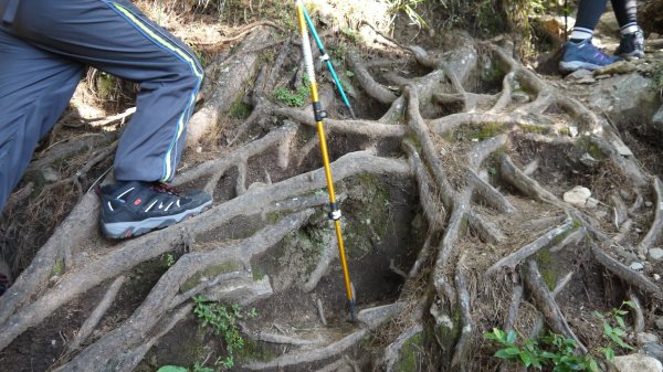 池有山單攻登山健行趣(百岳52)1515193