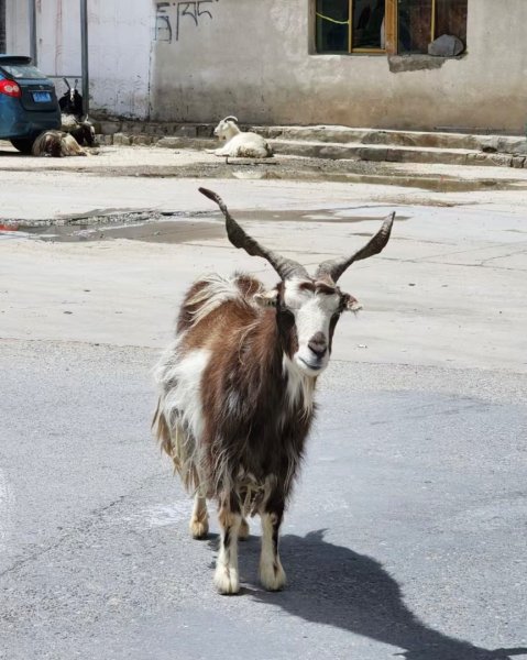 西藏♥️可愛動物🐎人物寫真/拉薩旅拍/美食2902881