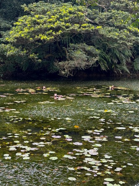 小百岳土庫岳路線上的秘境 山豬湖3029643