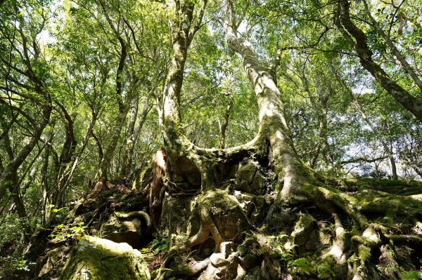 新竹 尖石 屯野生台山、石麻達山2441152