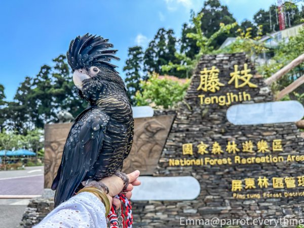 藤枝國家森林遊樂區-雲杉步道-水晶蘭2134020