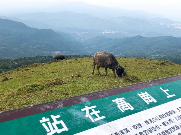 貢寮大嶺古道連走911940