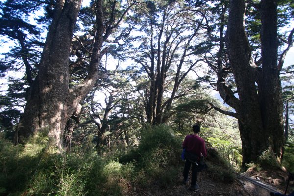 高雄 桃源 台東 海端 庫哈諾辛山 關山嶺山2832179