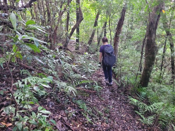 20230812 志繼山 東眼山 拉卡山 卡外山  東眼四瞳 東眼山國家森林遊樂區2245975