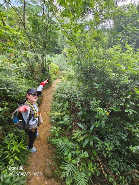 大溪大九芎步道上小百岳溪洲山(H577m)2844307