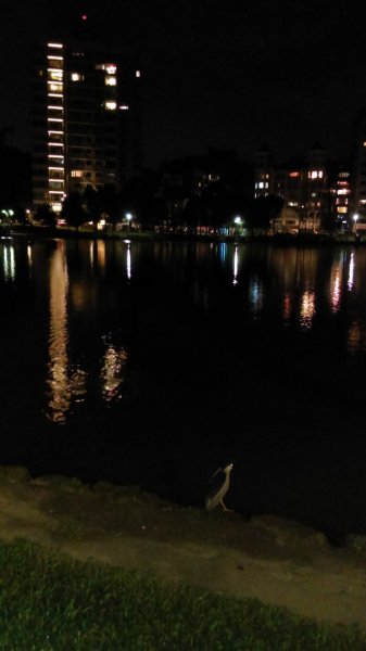 【台灣步道日】碧湖公園環湖步道的夜景987771