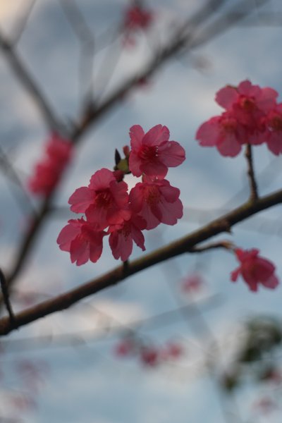 基隆．中正公園支線 中砂登山步道2023/02/122042425