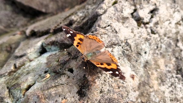 秋季品味古道與芒海的山行在猴硐牡丹山與金瓜石山2950969