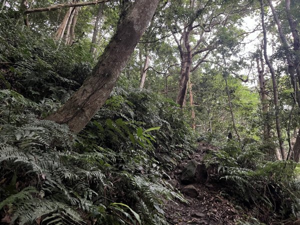 [皮皮獅探險隊-07/10] 2025_0719 油羅山步道2842700