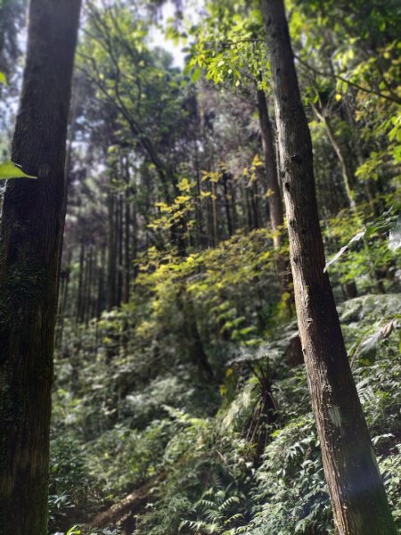 烏來大桶山2141908