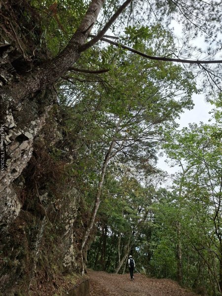 《南投》松濤徐徐｜惠蓀林場關刀山林道上巨松台環山嵐小徑202603213021370