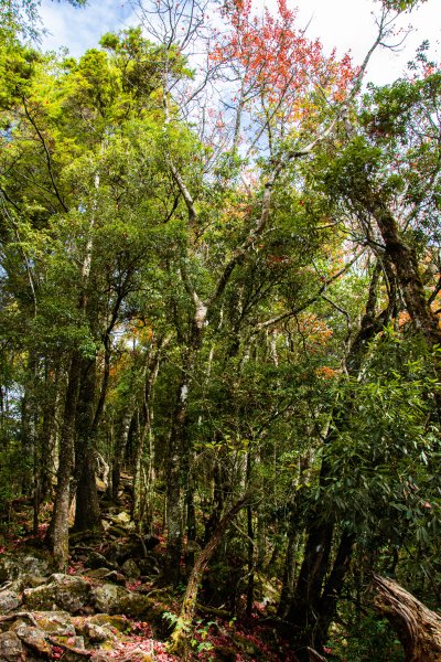 稍來山楓葉林2960891