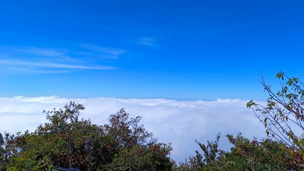 鳶嘴山美呆了~滿滿的雲海~1884279