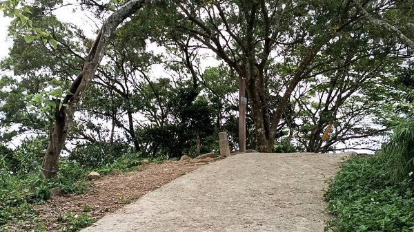 20250517 倒別牛-中坑山-飛鳳山 大O型2790383