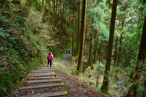 檜山巨木森林步道481549