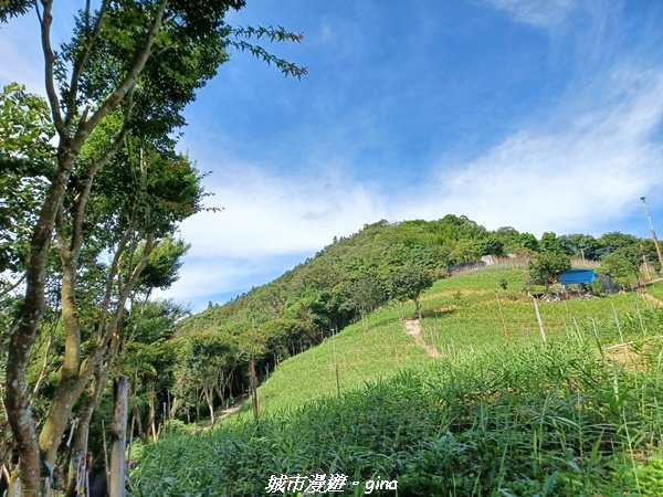 【南投信義】望鄉部落抬頭見玉山。 獵人古道連走、望美山、瓊山2274309