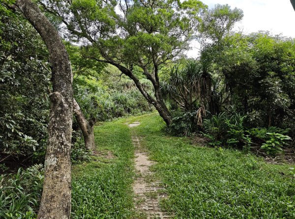 [百山百鳥尋旅-02/15] 2025_0809 社頂自然公園步道2857025
