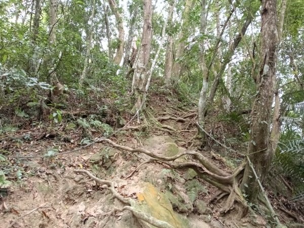 關西鎮太元宮-赤柯山-赤柯山南峰-東獅頭山-西獅頭山-東獅頭山8字走3022860