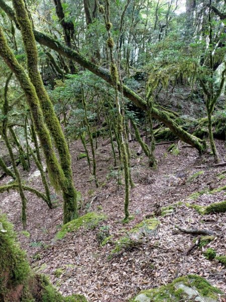 🥵20231107南一段會繞過🤷忘記的溪南山2340093