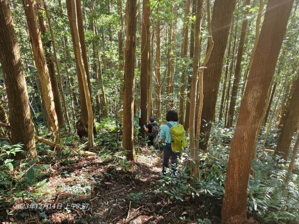 新竹尖石蓮包山+鴛鴦谷鰻潭瀑布O型走2379081