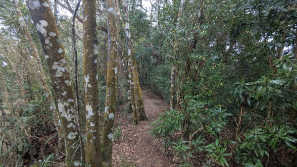 橫龍山、橫龍古道2682922