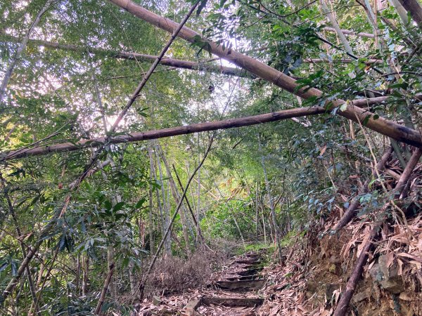 後尖山步道2683563