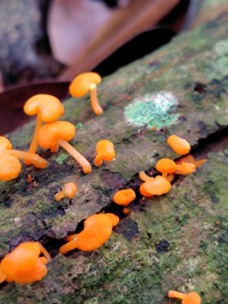 矢場谷山連走勃子山2804970