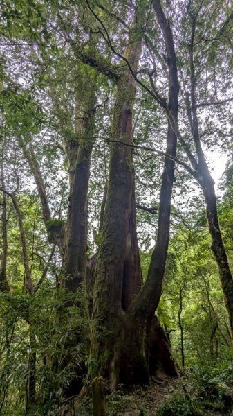 鎮西堡巨木步道群 (B區)2861187