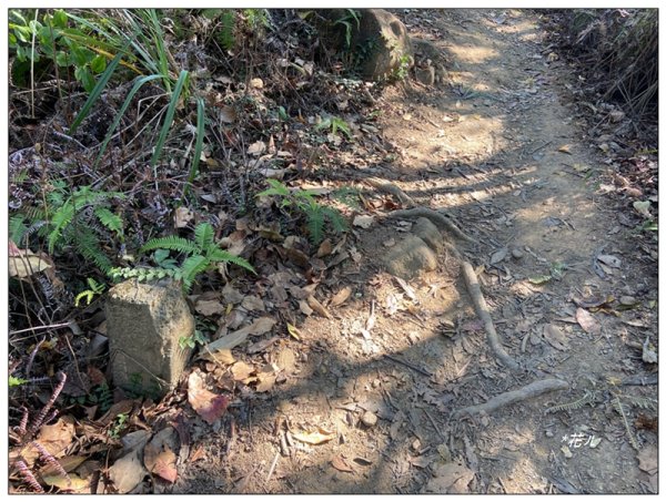 烏尖連峰縱走18基石 ( 唭哩岸山、軍艦岩、丹鳳山 )2980912