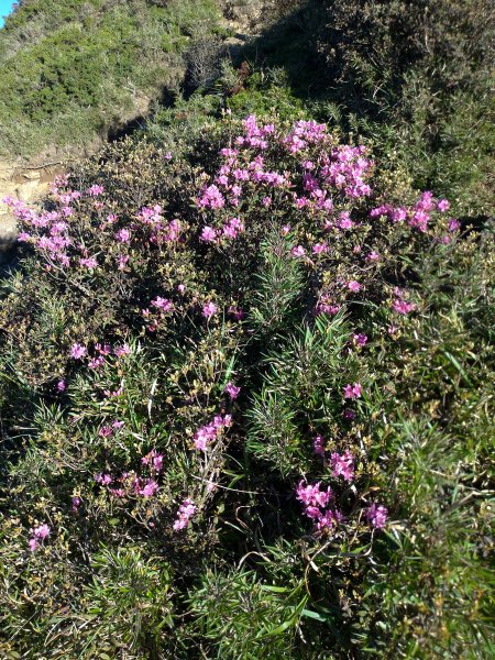 【南投縣仁愛鄉】合歡群峰2天1夜(下)1028146