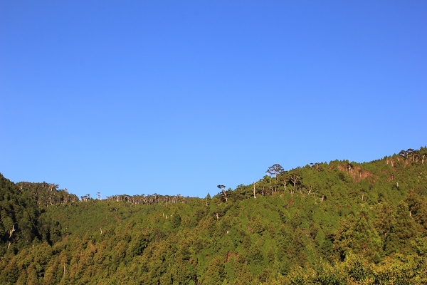 太平山檜木原始林→鐵杉林步道P型261478