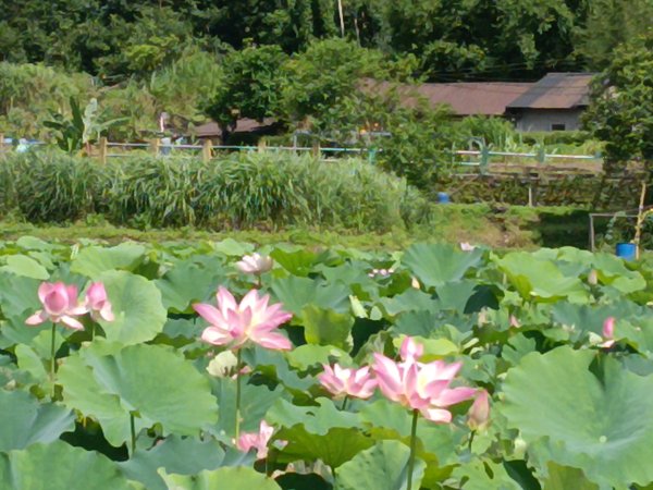 雙溪區彎穹夏日荷影2806557