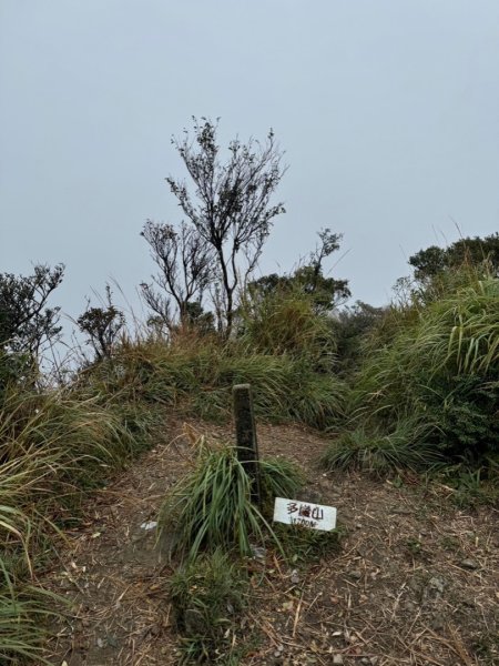 北插天山、山毛櫸、塔開神木2644584