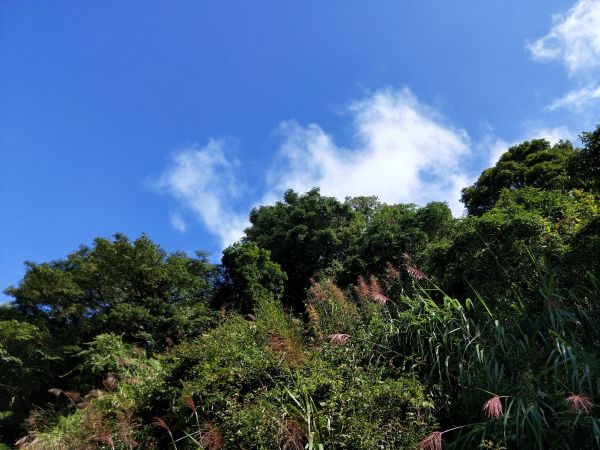 金柑樹山&忘憂森林步道20171023193422