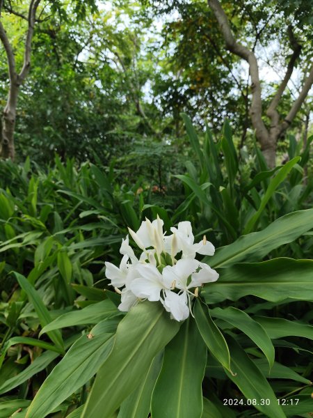 大安森林公園、大港墘公園【走路趣尋寶】【臺北健走趣】2584917