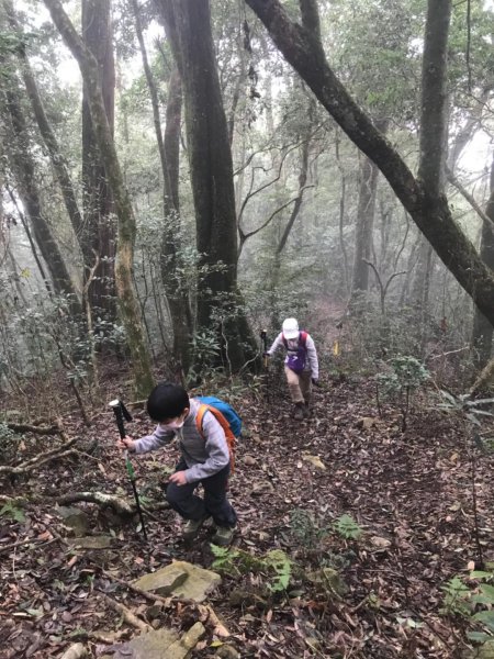 尋訪鳶嘴西稜香杉與桂竹袐境長壽山大崠山545971