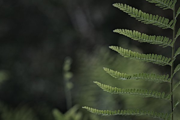 瓦拉米步道-佳心營地住一晚2708470