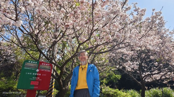 #中山樓 #陽明公園 #十八份 #墨染櫻 #吉野櫻 #唐棉 #小實女貞 #大紅蛺蝶 #夕陽 3/13017031