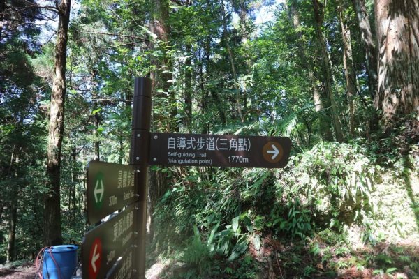 小百岳NO.22東眼山，因山形似躺著的少女  大眼睛向東而望之 絕美柳杉雲海 東眼山2297032