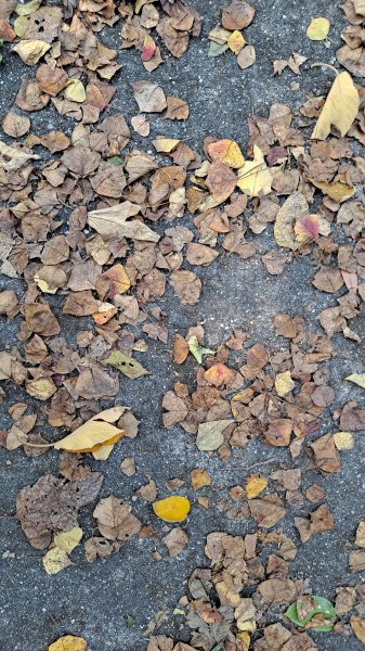 台北大縱走第一段1249067