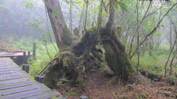 鐵杉林步道,見晴步道,鳩之澤步道2588283