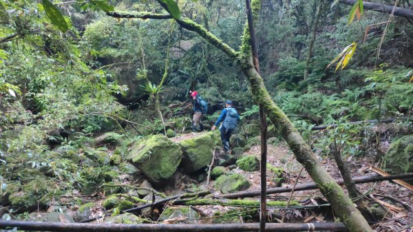 嚼嚼斯古道部落探勘鱉頭山~象山 2024年9月28日2615640