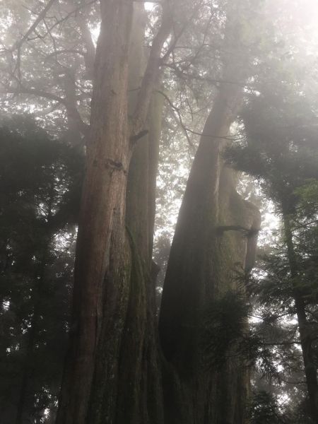 觀霧檜山巨木森林步道171766