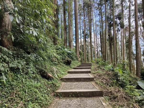 [百山百鳥尋旅-05/15] 2025_0830 溪頭賞鳥步道_觀景步道2875606